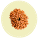 12 Mukhi Nepal Rudraksha