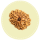 13 Mukhi Nepal Rudraksha