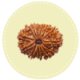 14 Mukhi Nepal Rudraksha