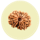 15 Mukhi Nepal Rudraksha