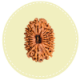 16 Mukhi Nepal Rudraksha