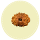 17 Mukhi Nepal Rudraksha