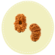 18 Mukhi Nepal Rudraksha