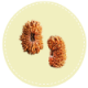 20 Mukhi Nepal Rudraksha