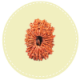 21 Mukhi Nepal Rudraksha