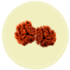 3 Mukhi Nepal Rudraksha