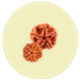 5 Mukhi Nepal Rudraksha