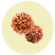 6 Mukhi Nepal Rudraksha