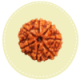 7 Mukhi Nepal Rudraksha