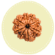 8 Mukhi Nepal Rudraksha