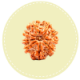 9 Mukhi Nepal Rudraksha