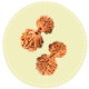 Garbh Gauri Rudraksha