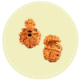 Savar Naag Rudraksha