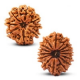 Java Rudraksha